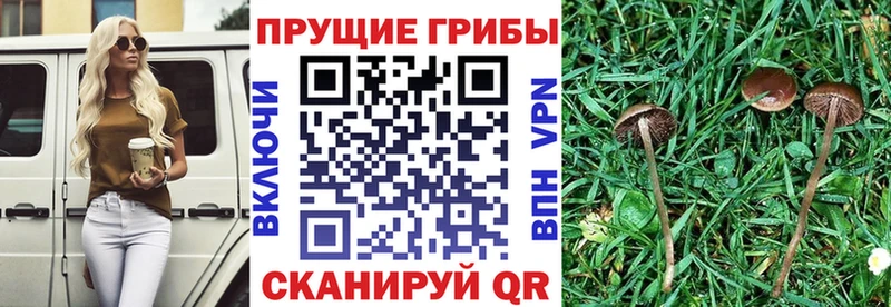 Галлюциногенные грибы Cubensis Карабулак